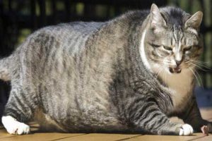 636110755009119590-cat-loujan-12