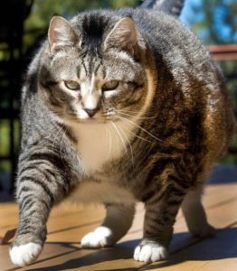 636110755239843590-cat-lpoujan-14